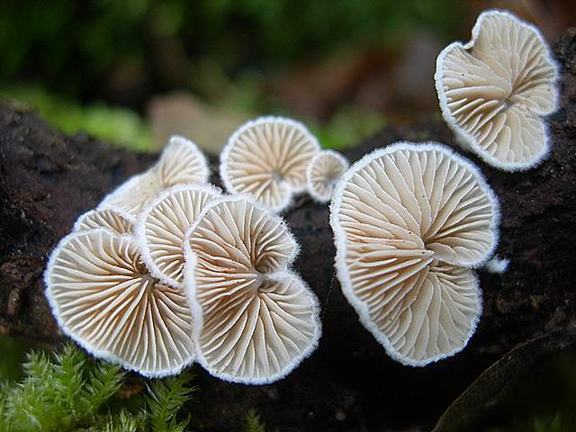 Nel  Regno  della  Jurana